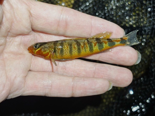 Russet Darter