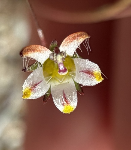 Desert Nemacladus (Nemacladus tenuis)