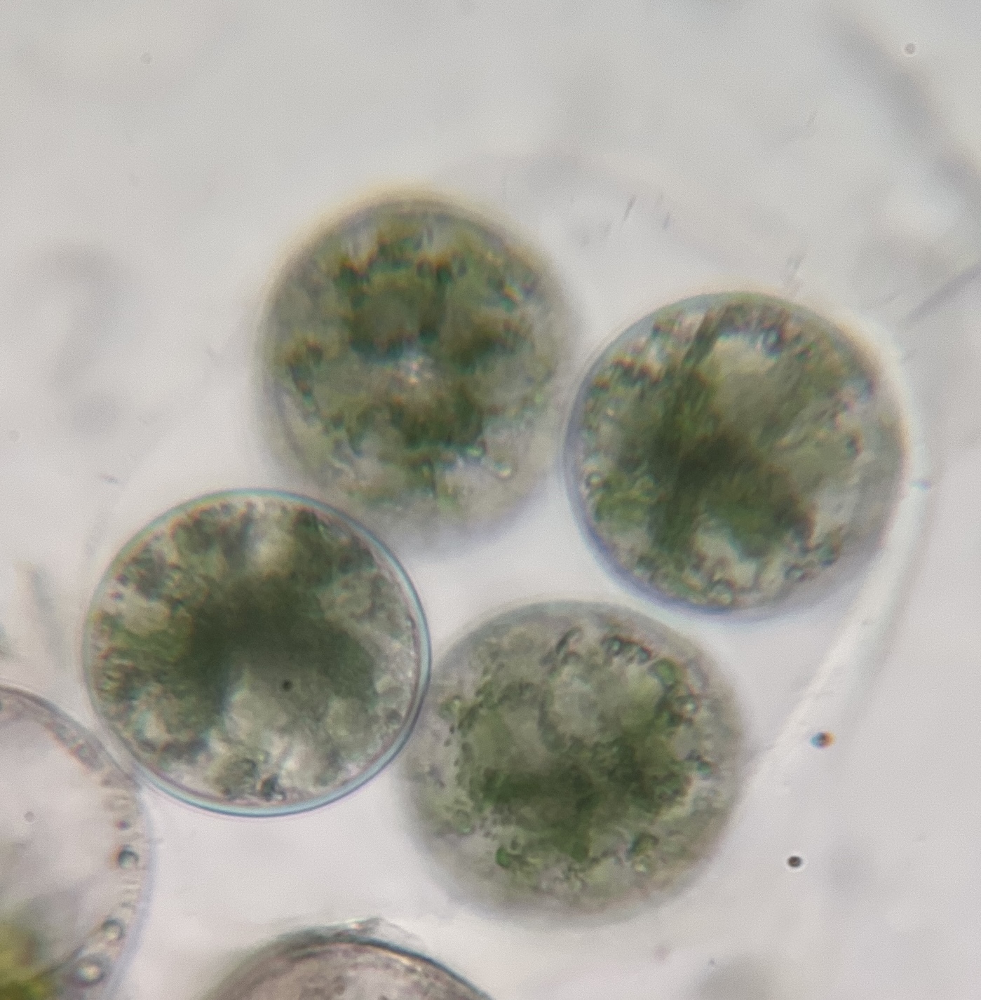 Glaucocystis duplex