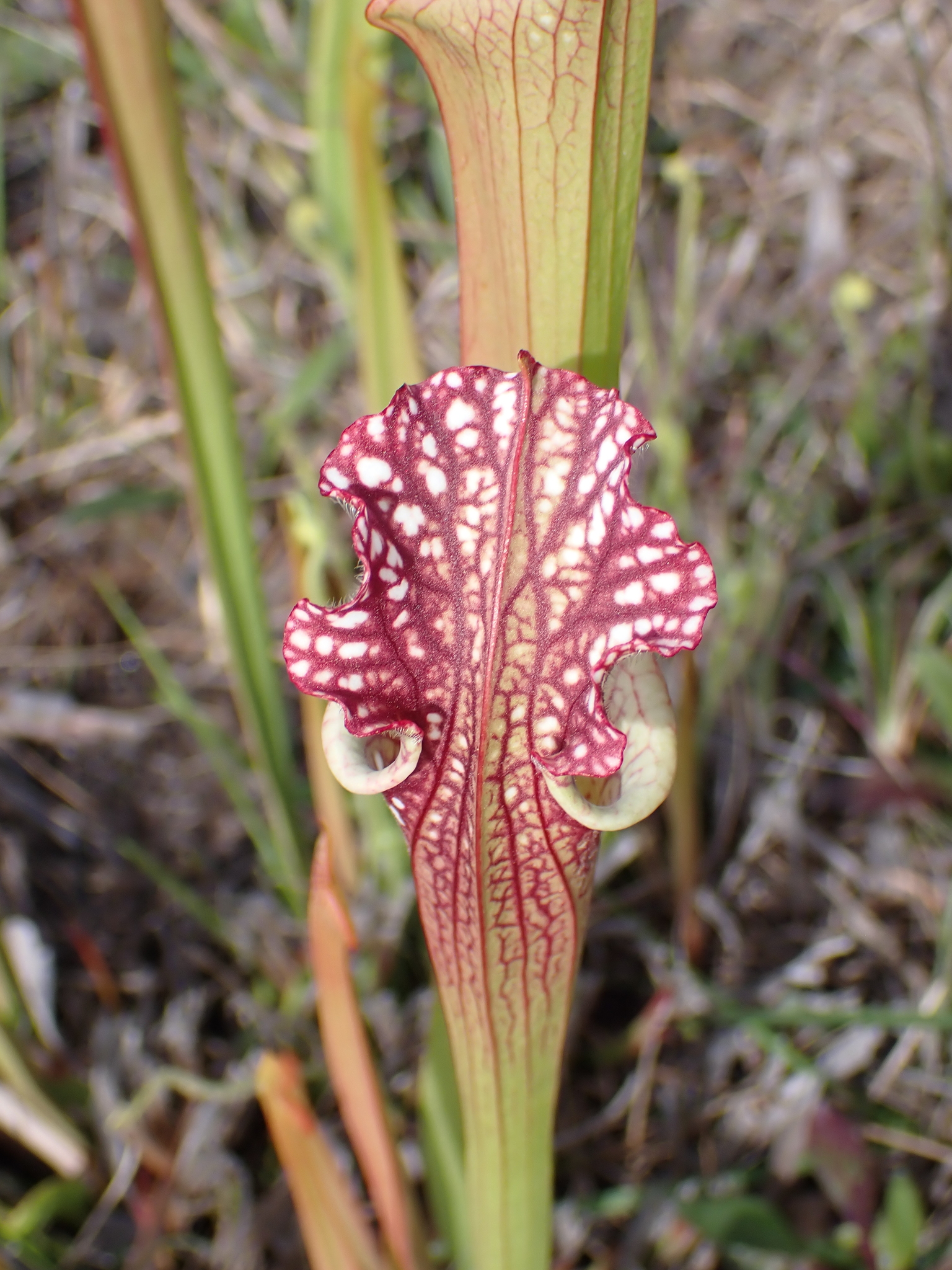Sarracenia leucophylla