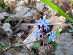Scilla vindobonensis