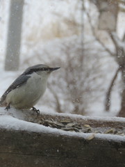 Sitta europaea clara