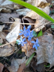 Scilla vindobonensis