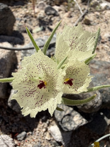 ghost flower (Mohavea confertiflora)