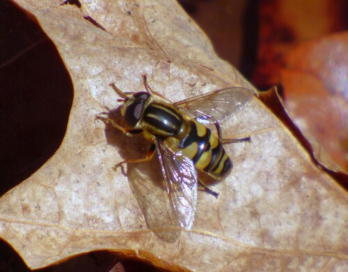 Unknown species found near Spotsylvania County, VA, USA