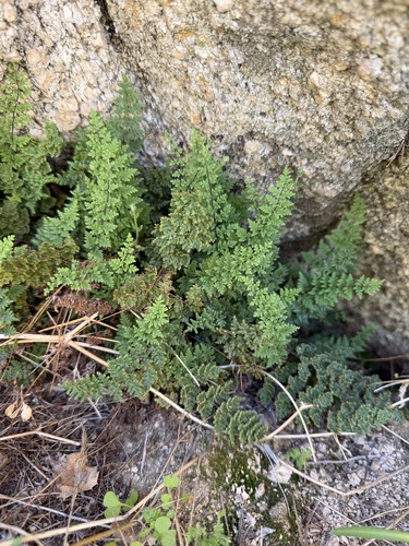 viscid lip fern (Myriopteris viscida)