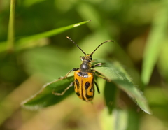 Brachyta interrogationis