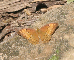 Cirrochroa tyche mithila