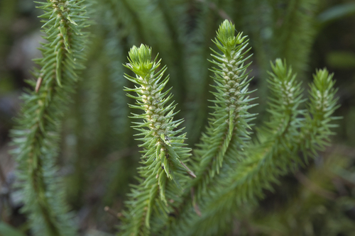 northern firmoss