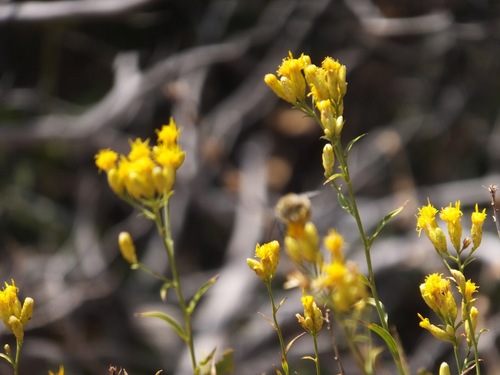 Grand Canyon glowweed (Hesperodoria scopulorum)