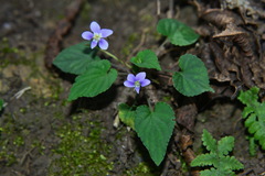 Viola shinchikuensis
