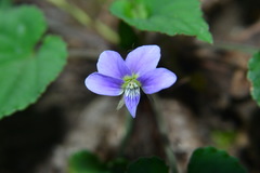 Viola shinchikuensis