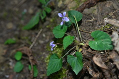 Viola shinchikuensis