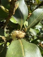 Laurus azorica
