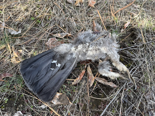Dusky Grouse (Dendragapus obscurus), photo 4