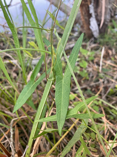 Saltmarsh Morning-glory (Ipomoea sagittata)