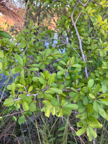Florida Bully (Sideroxylon reclinatum)