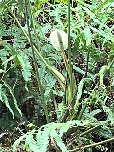 Anthurium formosum, photograph 3