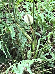 Anthurium formosum, photograph (c) Lena Struwe, some rights reserved (CC BY-SA)