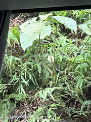 Anthurium formosum
