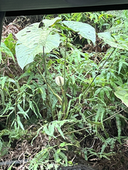 Anthurium formosum, photograph (c) Lena Struwe, some rights reserved (CC BY-SA)