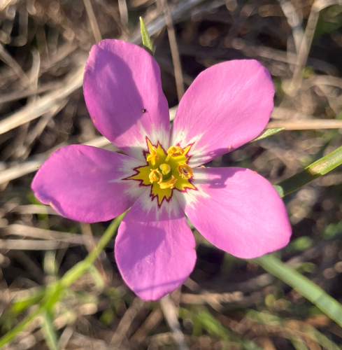 marsh pink (Sabatia stellaris)