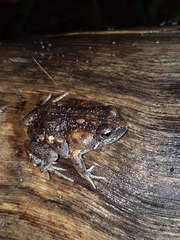 Uperoleia laevigata