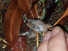 Uperoleia laevigata