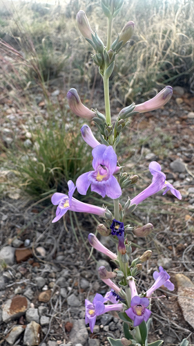 Fendler's Penstemon (Penstemon fendleri)