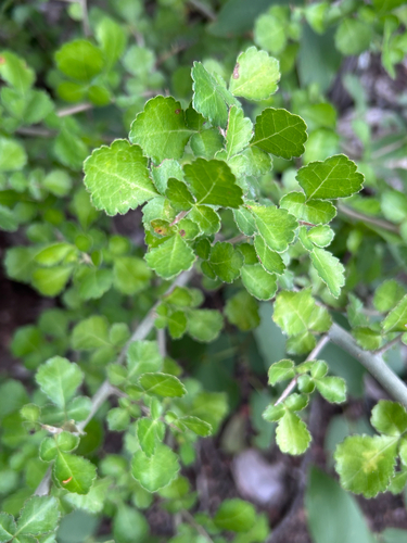 Commiphora africana