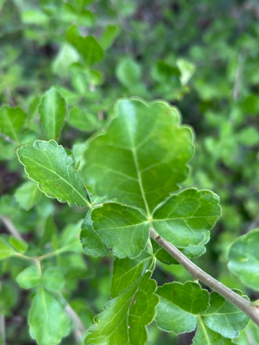 Commiphora africana