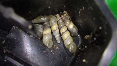 Miniature Awlsnail
