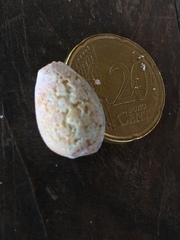 Persicula