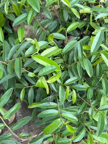 Shakamaplum (Hexalobus monopetalus)