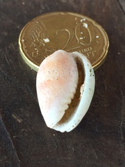 Persicula