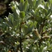 Salix helvetica - Photo (c) anónimo, alguns direitos reservados (CC BY-NC)