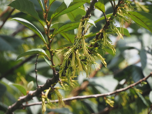 Cyathocalyx observed 2026-03-03