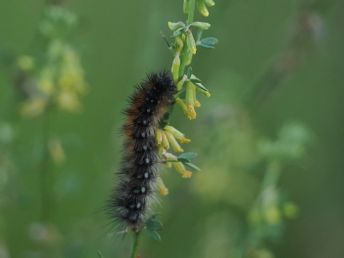 Apantesis ursina photo 4