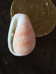 Persicula