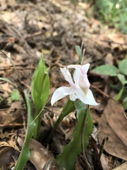 Calanthe arisanensis