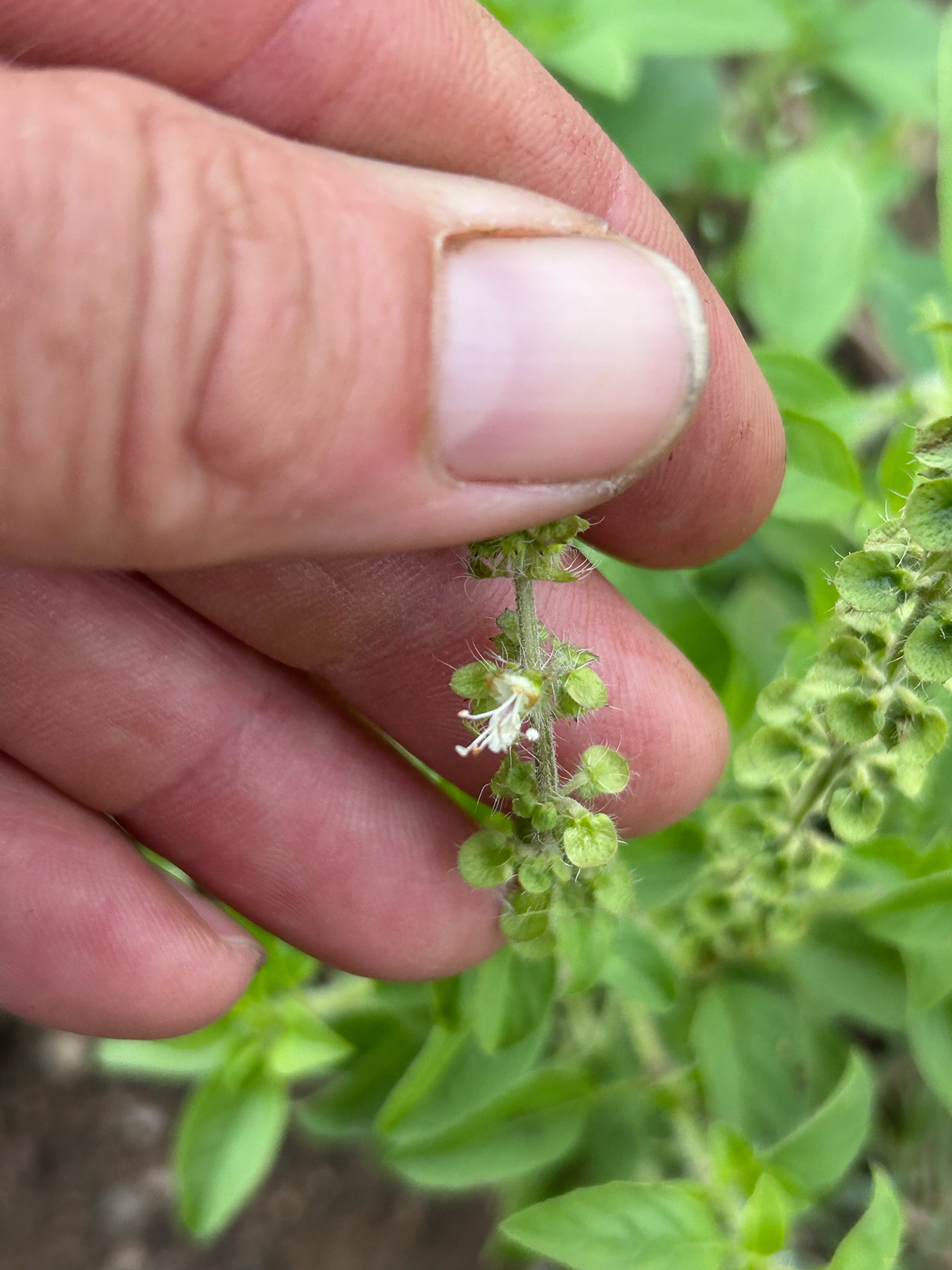 American Basil (Ocimum americanum)