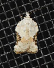 Acleris subnivana
