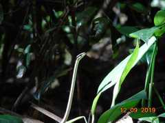 Dendrelaphis calligaster