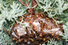 Polistes humilis synoecus