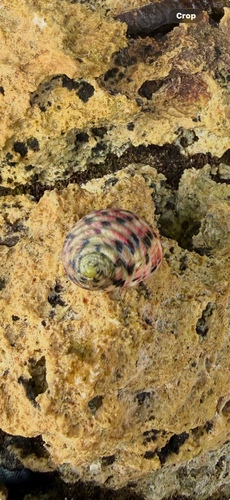 Nerita versicolor