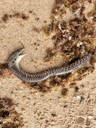 Muraena lentiginosa