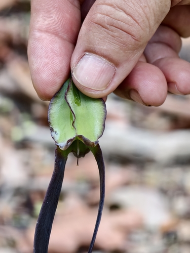 Dipterocarpus grandiflorus observed 2026-03-21