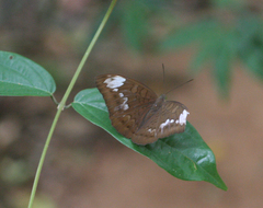 Tanaecia julii odilina