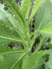 Erechtites hieraciifolius image