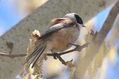 Remiz pendulinus pendulinus